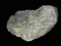 藏品(矽化木)的圖片